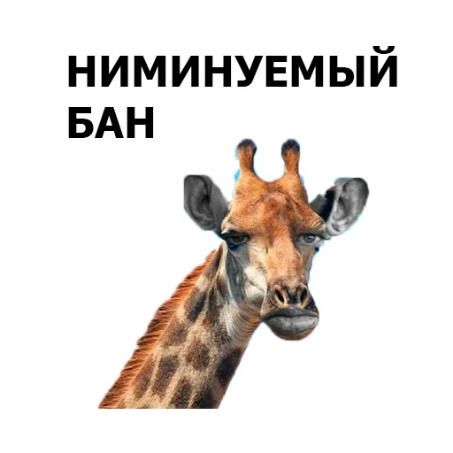 girafa, giraffe, girafa de fundo branco, foto de girafa, girafa de fundo branco
