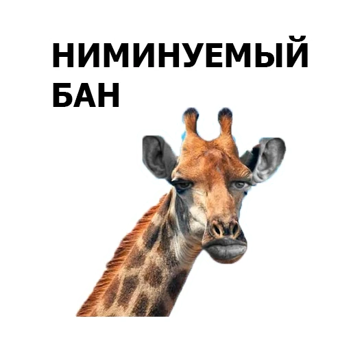 жираф, giraffe, жираф белом фоне, фотографии жирафа, жирафы белом фоне