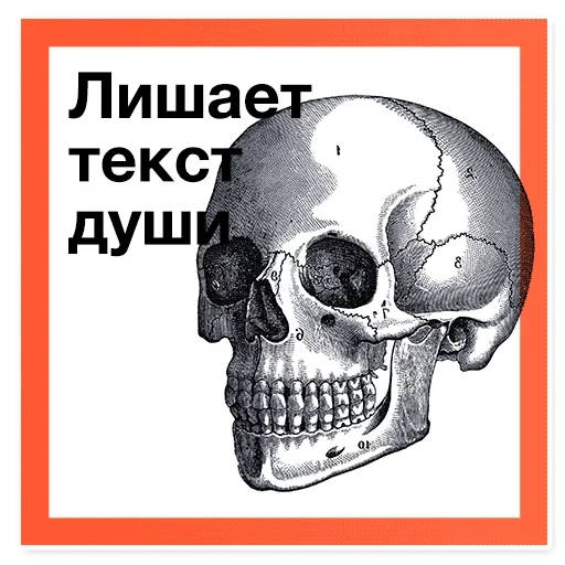 non, crâne, skull fas, crâne humain