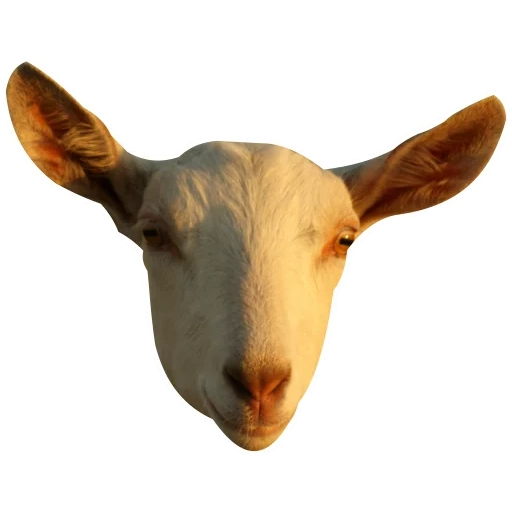 kambing, kambing kambing, kepala kambing, kepala kambing