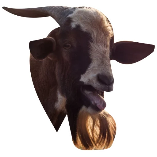 taureau, taureau, vache, enfant, tête de taureau