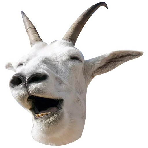 cabra, cabra branca, a cabra ri, a cabra ri, um animal de cabra