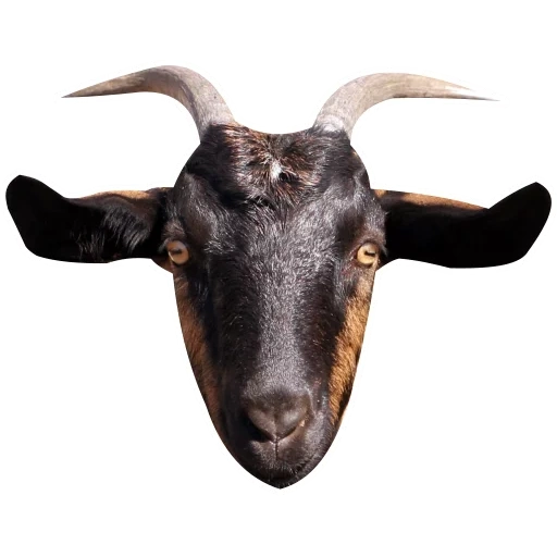 kambing, goatmoon, kambing kambing, kambing dengan tanduk, kambing hitam