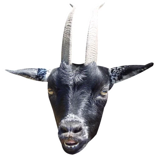 goat, goatmoon, black goat, goats with horns, black goat
