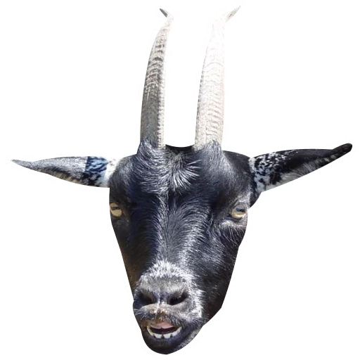 kambing, goatmoon, kambing hitam, kambing dengan tanduk, kambing hitam