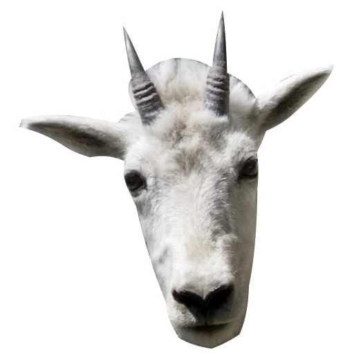 козел, маска козла, голова козла, маска козёл арт пб610, moneymancam neighborhood goat 2020