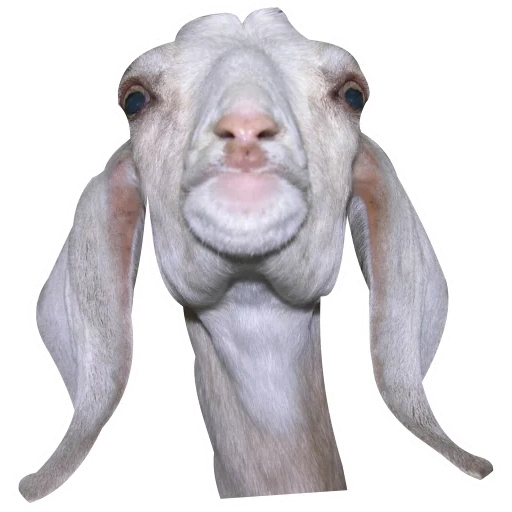 kozi, candaan, kambing, kambing itu lucu