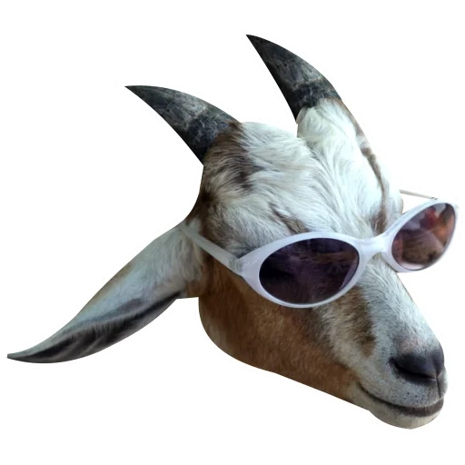 kozi, goat, joke, the eyes of the goat, the eyes of the goats