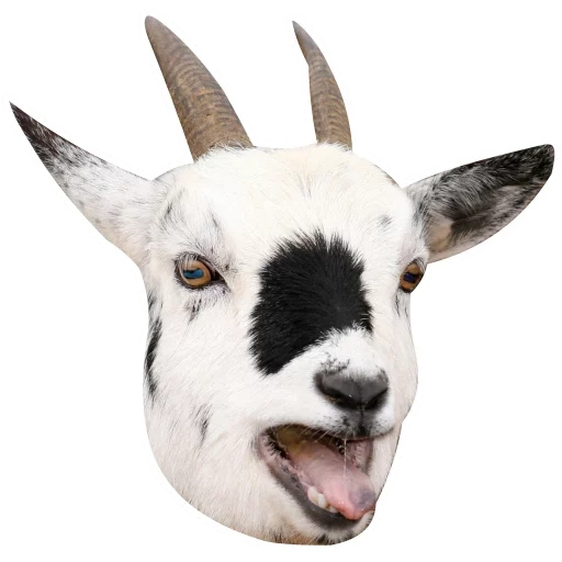 chèvre, le museau de la chèvre, chèvres avec des cornes, un animal de chèvre, une chèvre avec un fond blanc