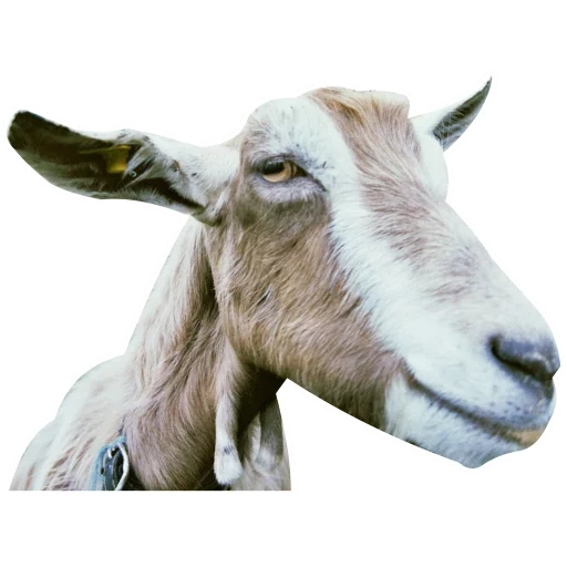 goat, goat, mord's goat, funny goat