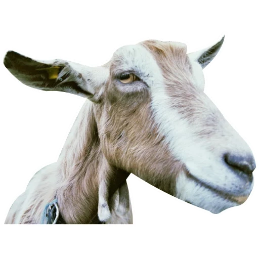 cabra, cabra, mord's goat, cabra engraçada