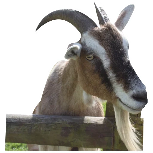 goat, коза, козел, козел смешной, avon valley country park