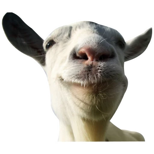 goat, the muzzle of the goat, goat muzzle, goat simulator, goat simulator goatville map