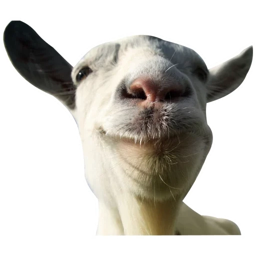 cabra, o focinho da cabra, focinho de cabra, simulador de cabra, mapa de goat simulator goatville