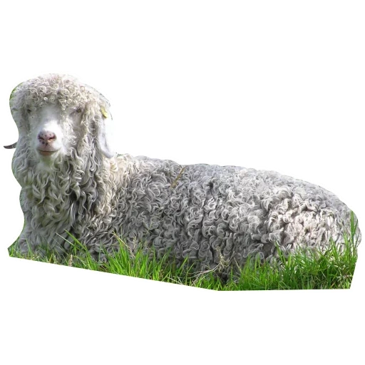 sheep, that poodle, dog breeds, angora breed of goats, angora goat down