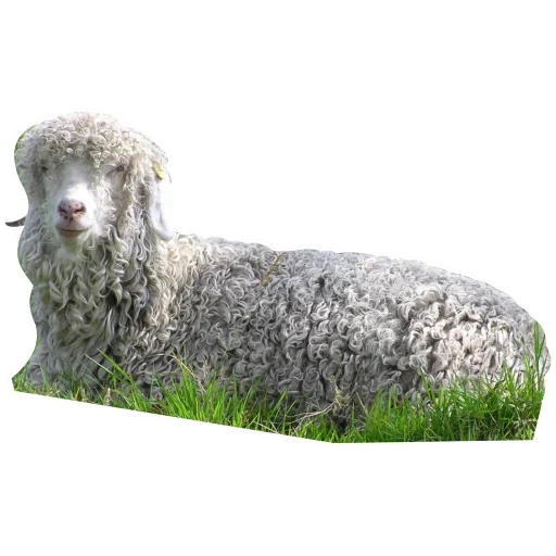 ovelha, aquele poodle, raças de cães, raça angora de cabras, angora goat down