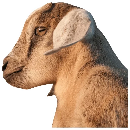 cabra, cabra, o nariz da cabra, um animal de cabra, borskaya raça de cabras