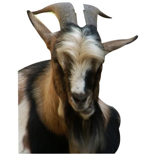 cabra, cabra, cabra, el hocico de la cabra, foto de una cabra