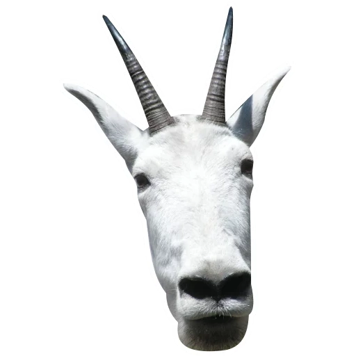 goat, the muzzle of the goat, white goat, the head of the goat, moneymancam neighborhood goat 2020