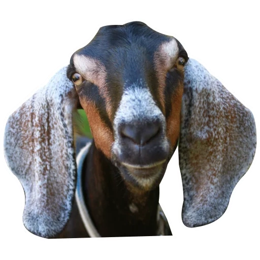 the goat itself, nubian goats, nubian breed of goats, anglo nubian goats, breed of goats without horns