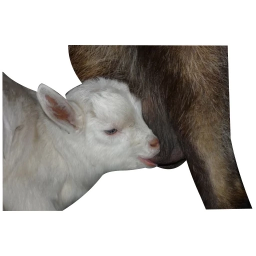 kozi, niño, pequeña cabra, una cabra con fondo blanco, reproducción de cabras lecheras