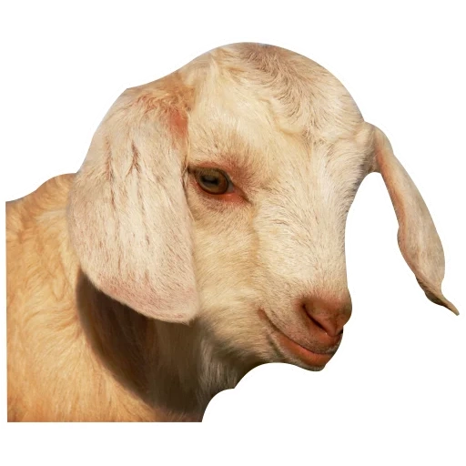 kambing, hewan, kambing domba, krim kambing nubian, tuhan adalah gembala ku aku tidak punya apa apa