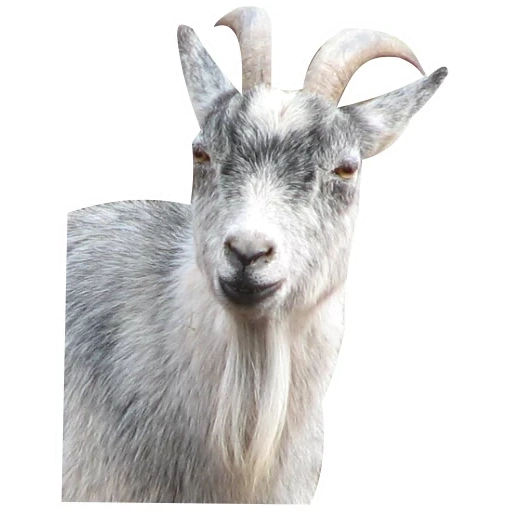 goat, white goat, mord's goat, goats with horns, a goat animal