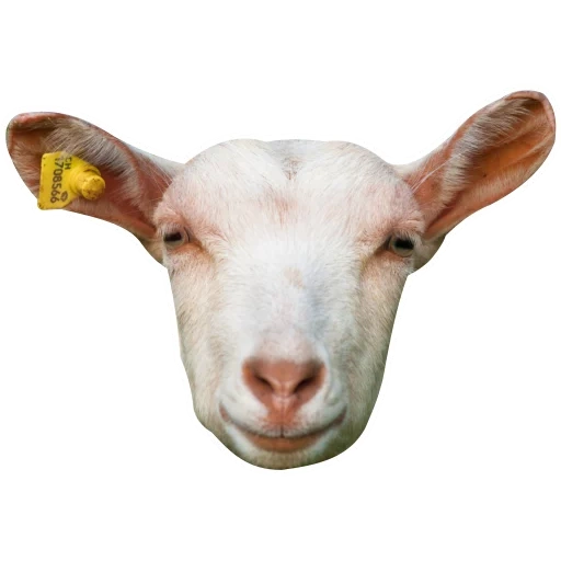 cabra, hircus, absurdo, cabeça de cabra, uma cabra com fundo branco