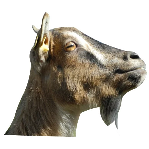 cabra, cabra, cuernos de la cabra, un animal de cabra, perfil de cabra de boca