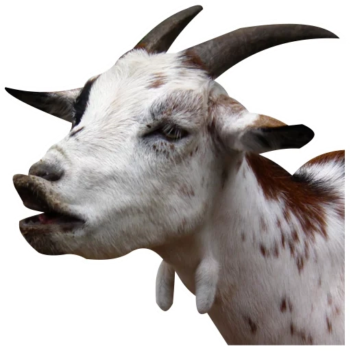 capra, corno di capra, capra bianca, una capra con uno sfondo bianco, mucca bianca con le corna