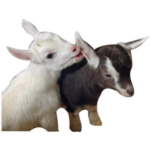 cabra, niño, pequeña cabra, niños pequeños, una cabra con fondo blanco