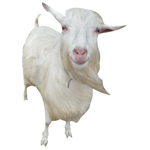 козел, коза донна, белая коза, козел белом фоне, зааненская порода коз