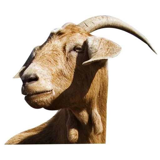 goat, goat horn, mord's goat