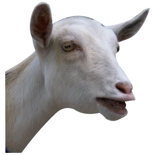 chèvre, chèvre blanche, chèvre avec une langue, chèvre blanche, bouche de kozlina