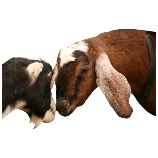 animali, corno di capra, capre nubiane, capre orecchie lunghe, capre anglo nubian
