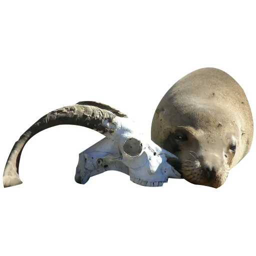 el cráneo de la cabra, cuernos de calavera, el cráneo del animal, modelo de 3 d del cráneo, el esqueleto del cráneo del cráneo