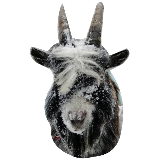 goat, goat, korneychuk, mord's goat, goats with horns