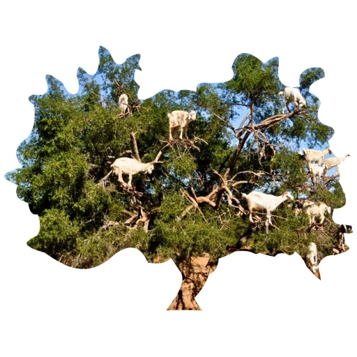 bois, chêne, 2018 au maroc, argan arbre de la chèvre, savannah trees transparent horizon