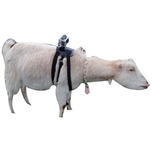vache, animaux, races de chèvres, avec x animaux, figure papo alpine cow 51152