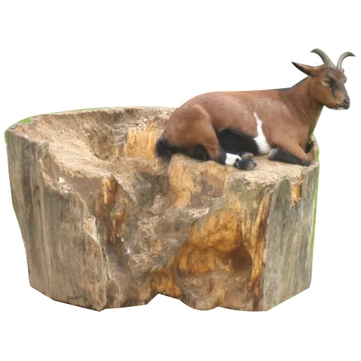 animais, schleich, com x animais, animais em casa, mountain goat ibex