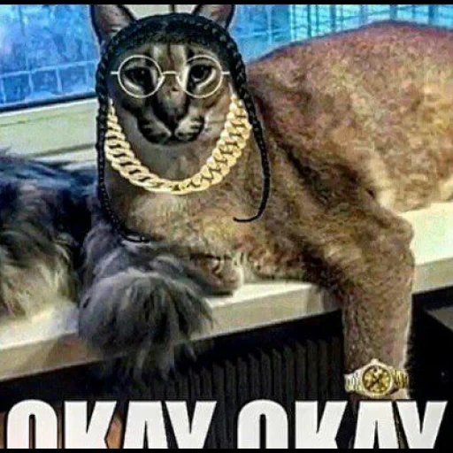 шлепа кот, шлёпа русский кот, шлёпа кот, шлёпа порода кота, коты