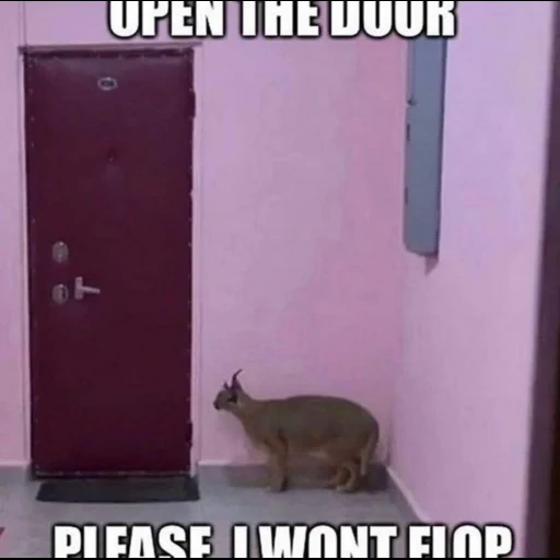 дверь, кот стучится в дверь, животные смешные, стучит в дверь, входные двери