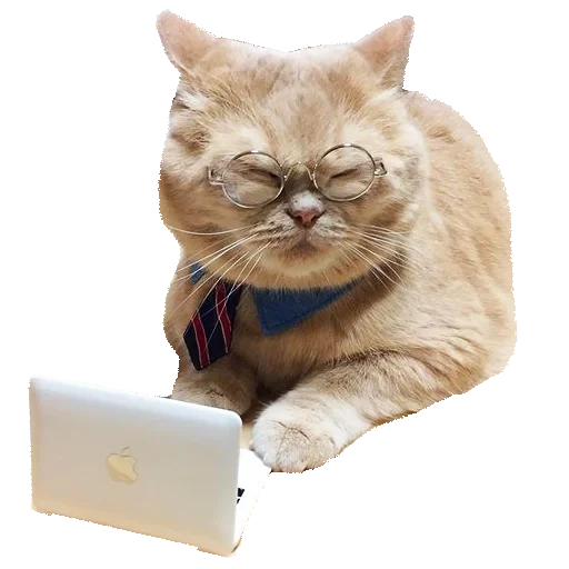 умный кот, умный котик, wisecats а б, котик ноутбуком