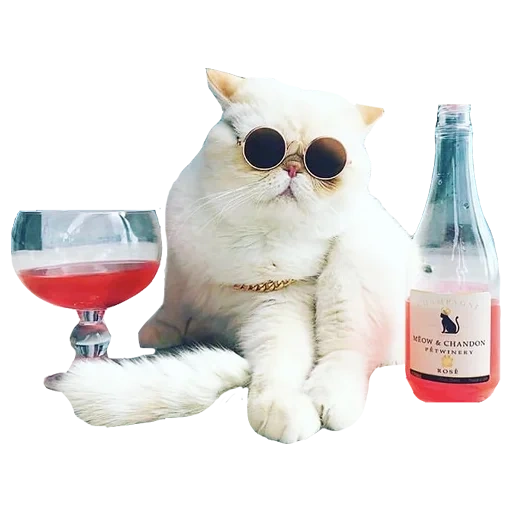 cat, martini cat, wine-glass cat, fashion cat