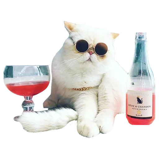 die katze, the martini cat, die weingläser der katze, mode katze