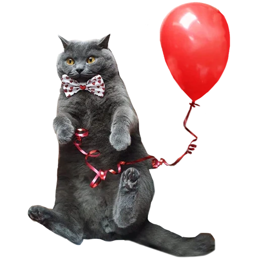 cat, кот, котик, кот держит шарик, кот красным шариком