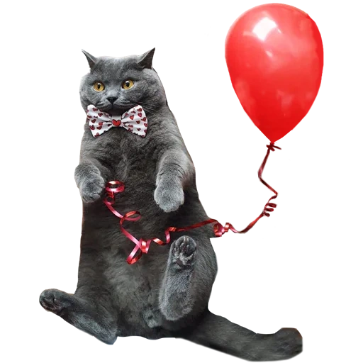 chat, chat, chat, le chat tient le ballon, le chat est une balle rouge