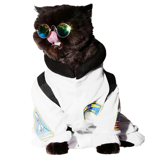 cool cat, the cat suit