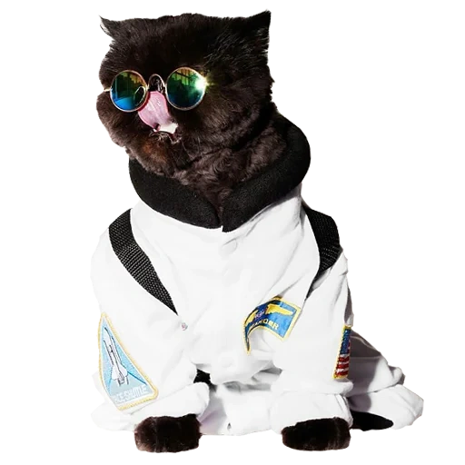 chats cool, costume de chat