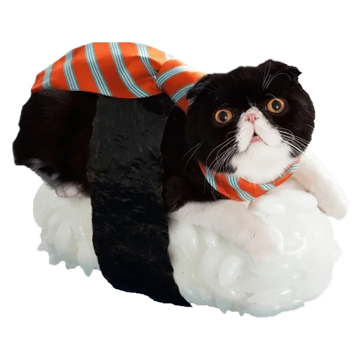 суши кот, кот роллы, sushi cat, котик суши, кот костюме суши